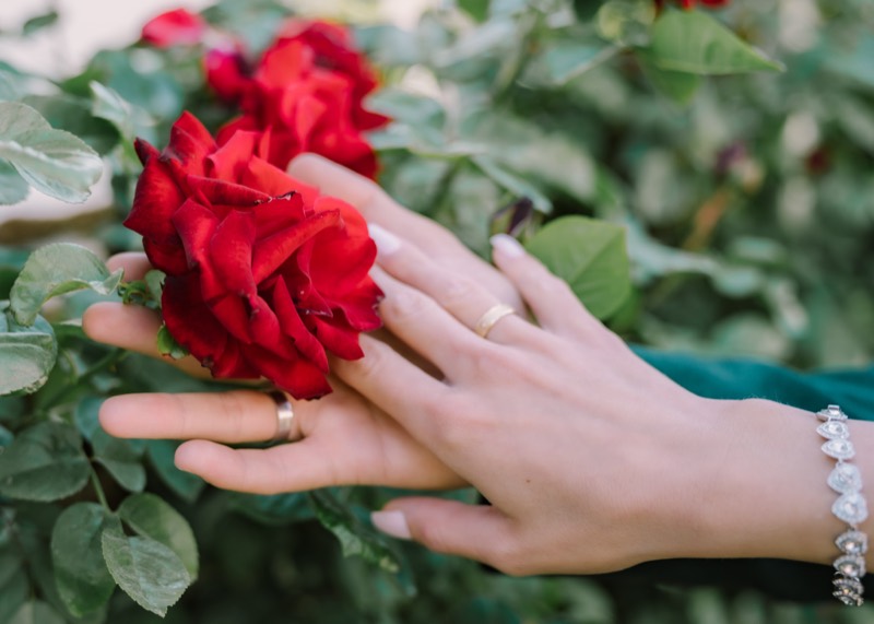 Zwei Hände mit Ringen neben einer roten Rose